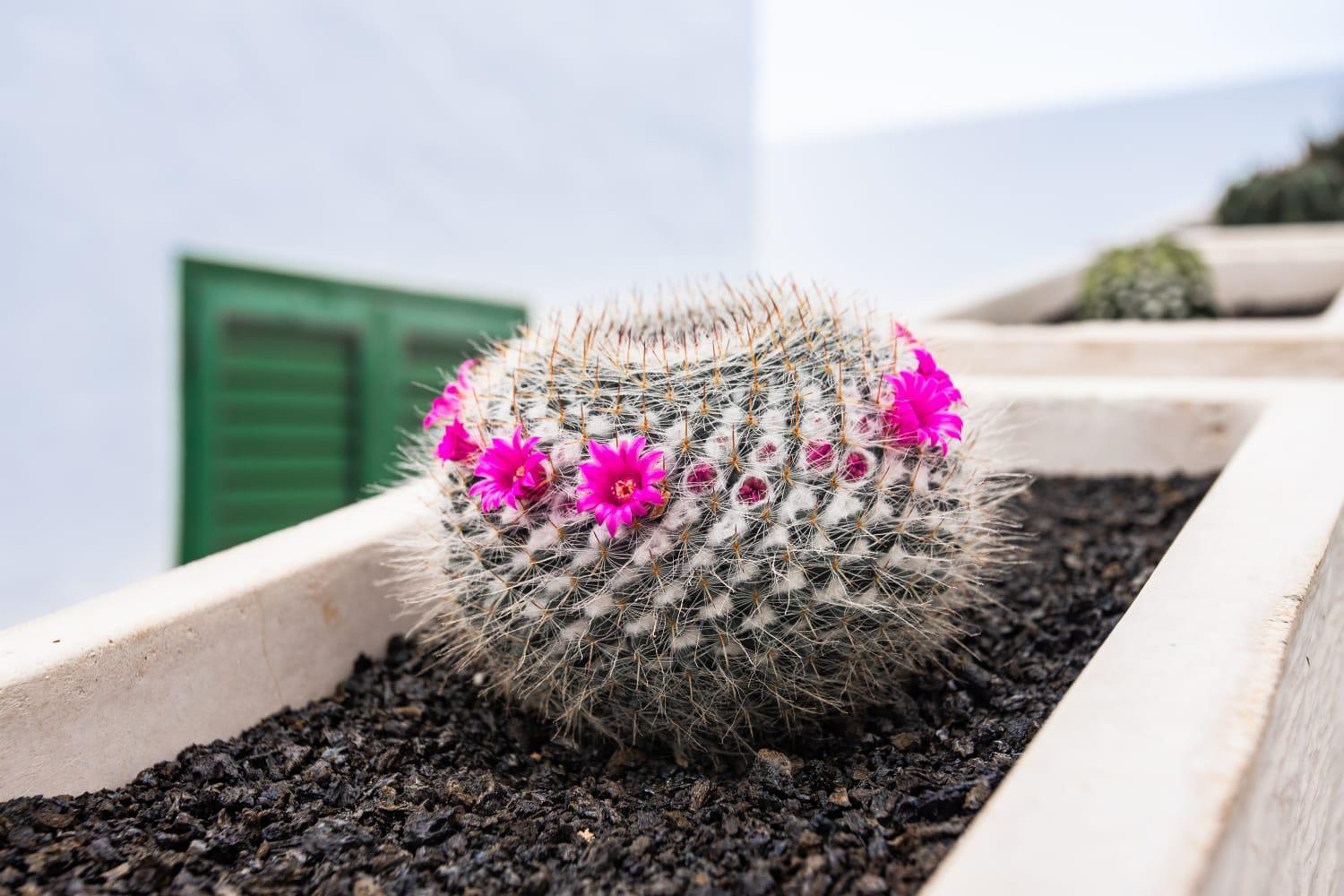 Casa Volcan De Caldera Blanca Tinguaton エクステリア 写真